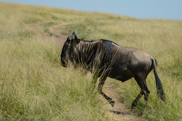 Masai Mara