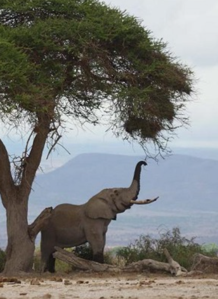 Selous Game Reserve Safari