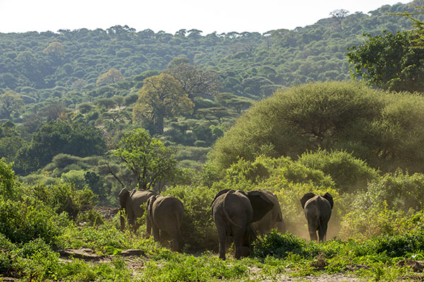 Diani Beach & Marine Safari