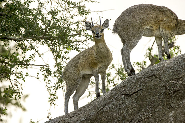 Akagera Safari & Boat Cruise